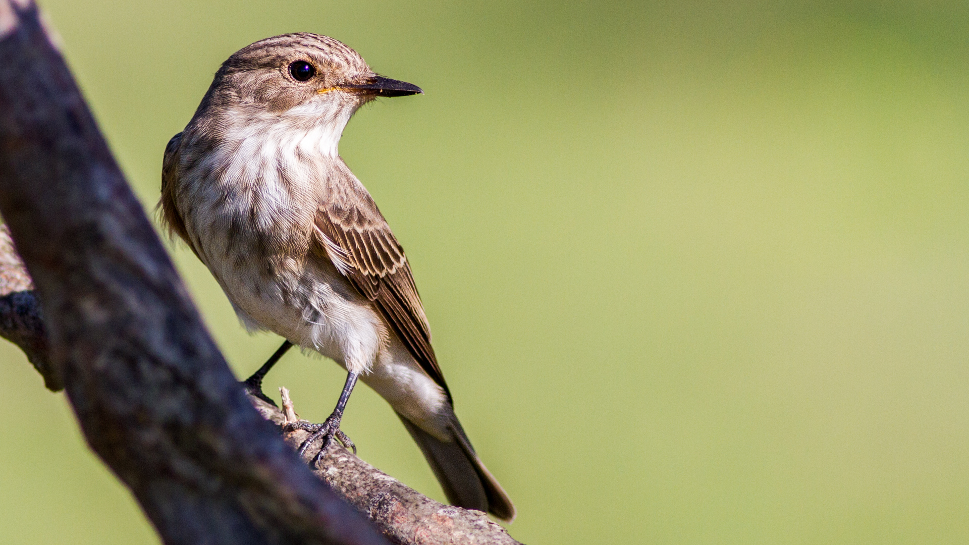 Benekli sinekkapan » Spotted Flycatcher » Muscicapa striata