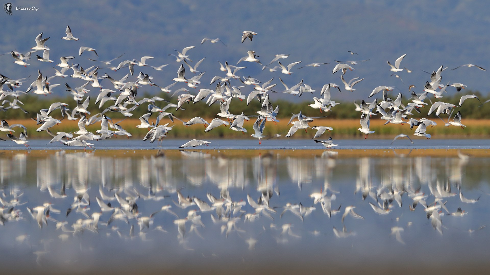 Karabaş martı » Black-headed Gull » Chroicocephalus ridibundus