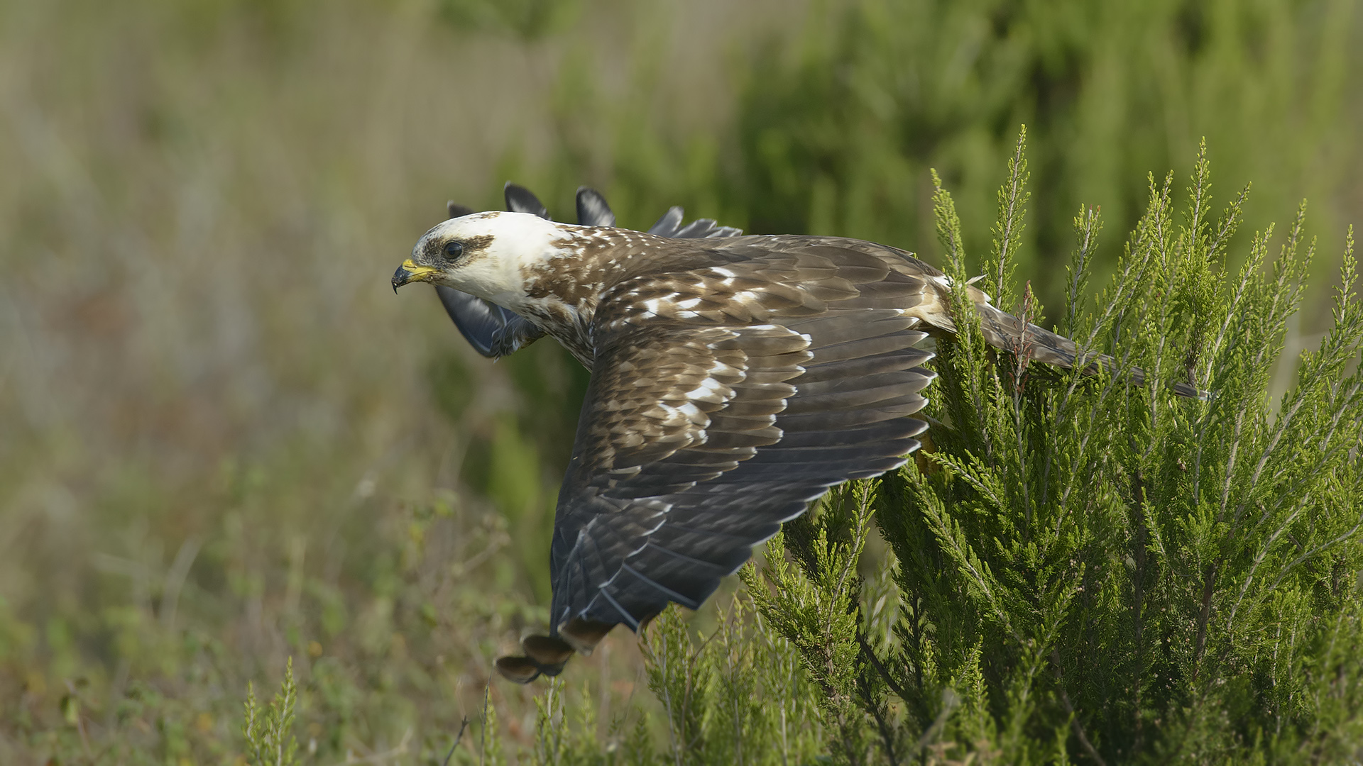 Arı şahini » European Honey Buzzard » Pernis apivorus