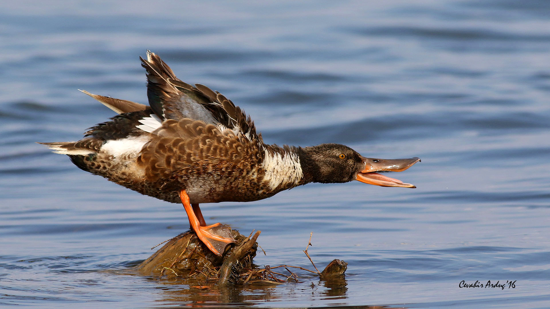 Kaşıkgaga » Northern Shoveler » Spatula clypeata