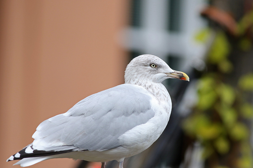 Kuzey gümüş martı