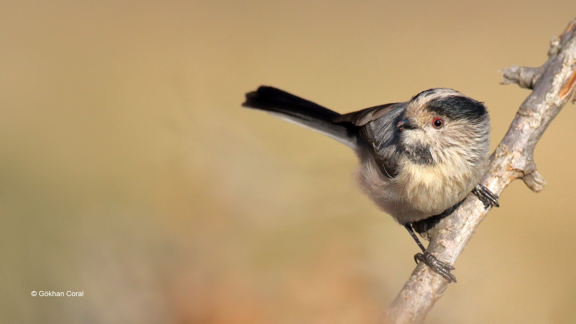Uzunkuyruklu baştankara