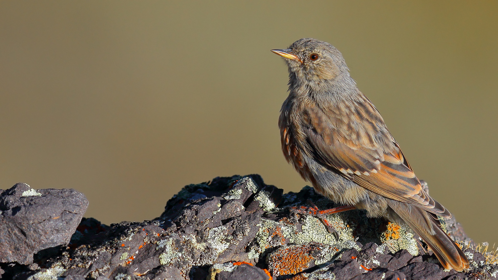 Büyük dağbülbülü