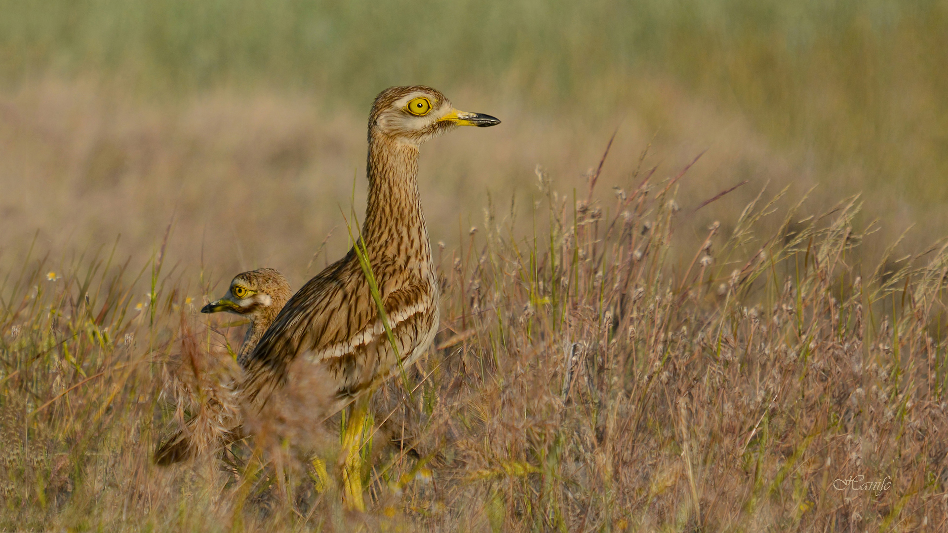 Kocagöz » Eurasian Stone-curlew » Burhinus oedicnemus