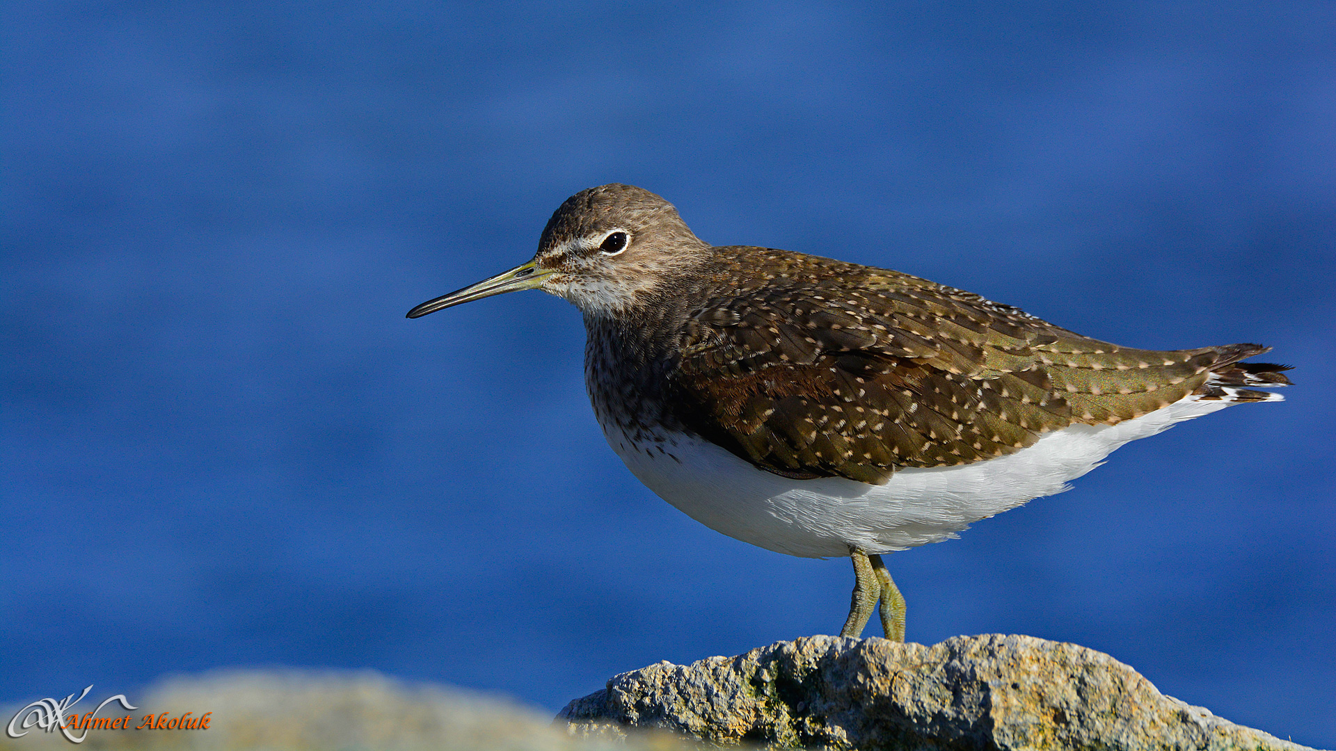 Yeşil düdükçün » Green Sandpiper » Tringa ochropus