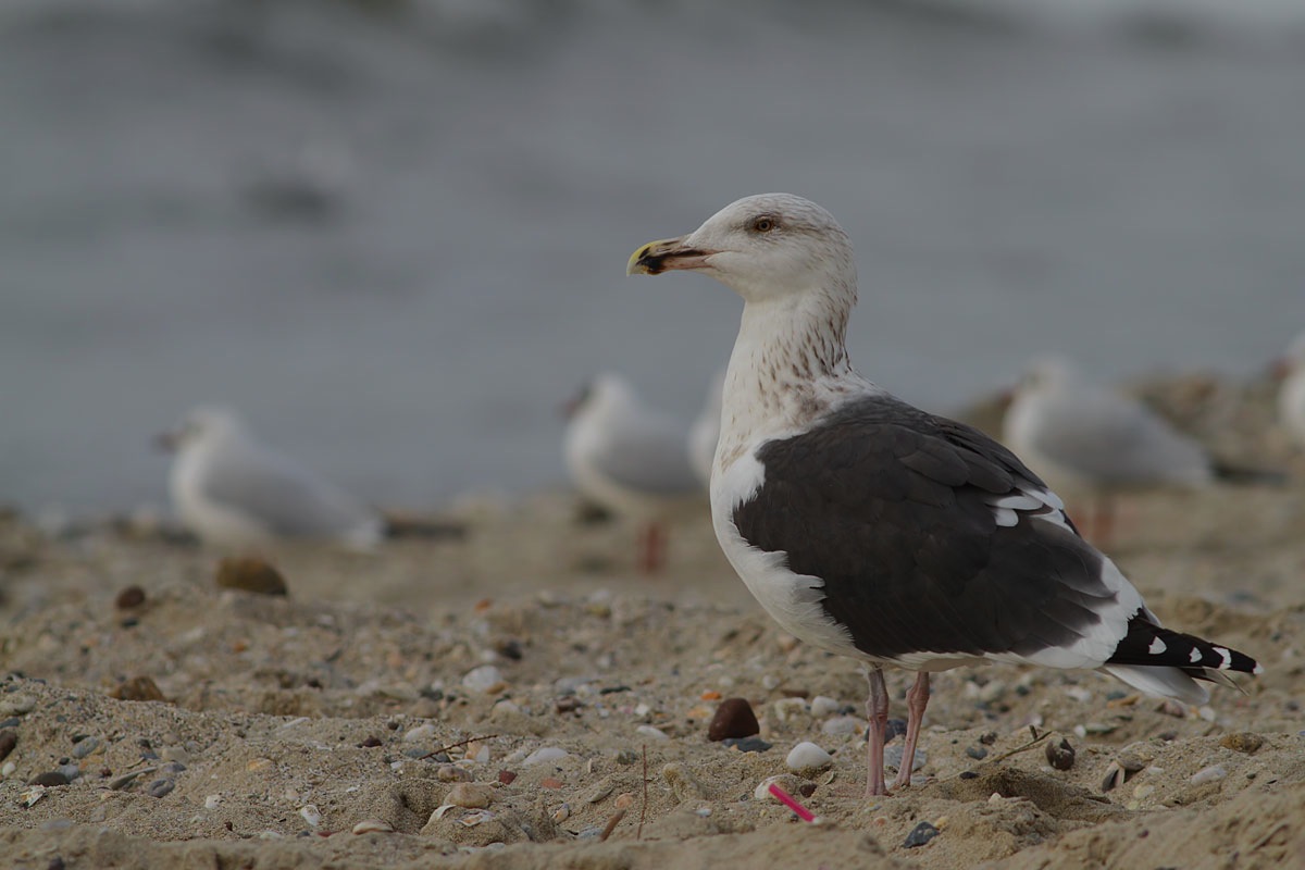 Büyük karasırtlı martı