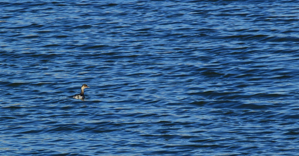 Karaboyunlu batağan