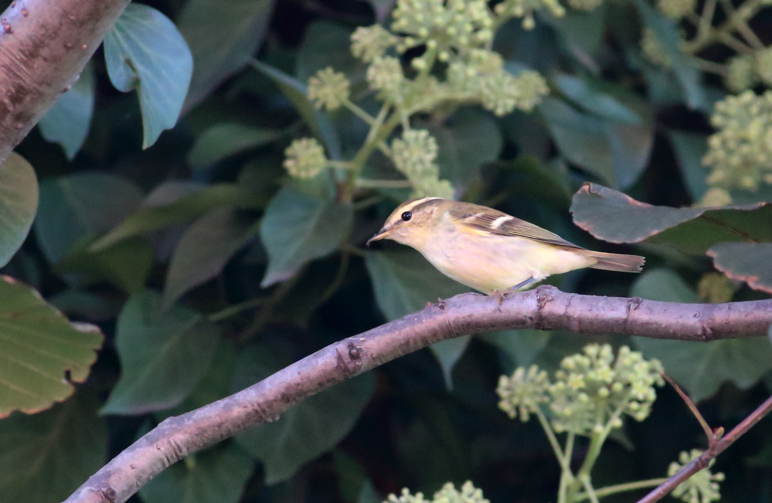Sarıkaşlı çıvgın