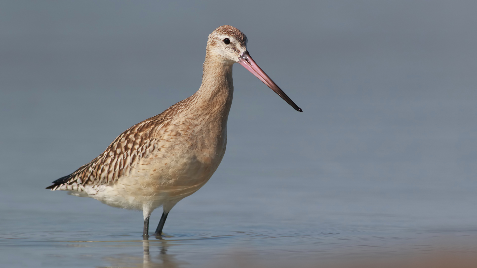 Kıyı çamurçulluğu