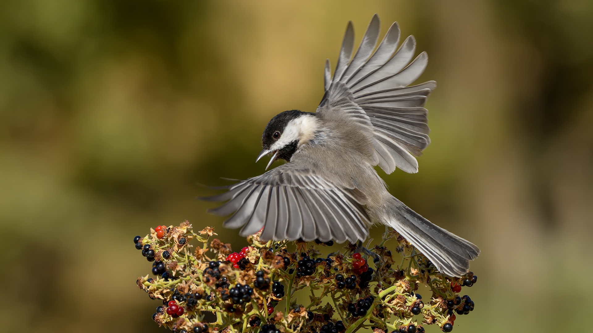 Akyanaklı baştankara