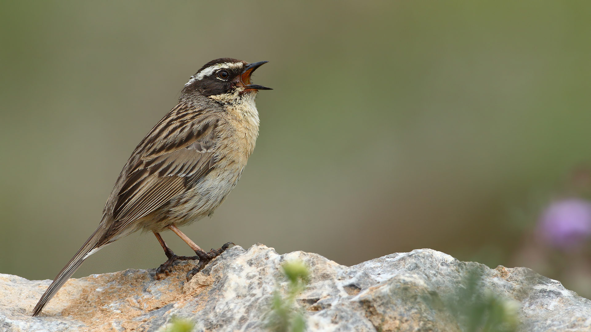 Sürmeli dağbülbülü