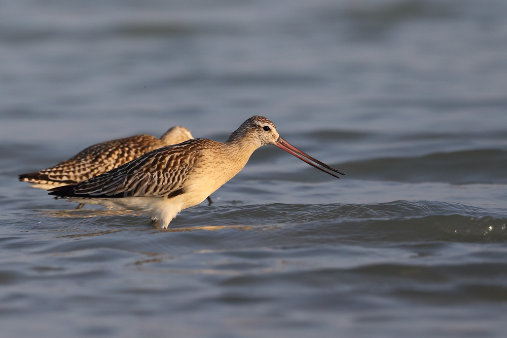 Kıyı çamurçulluğu