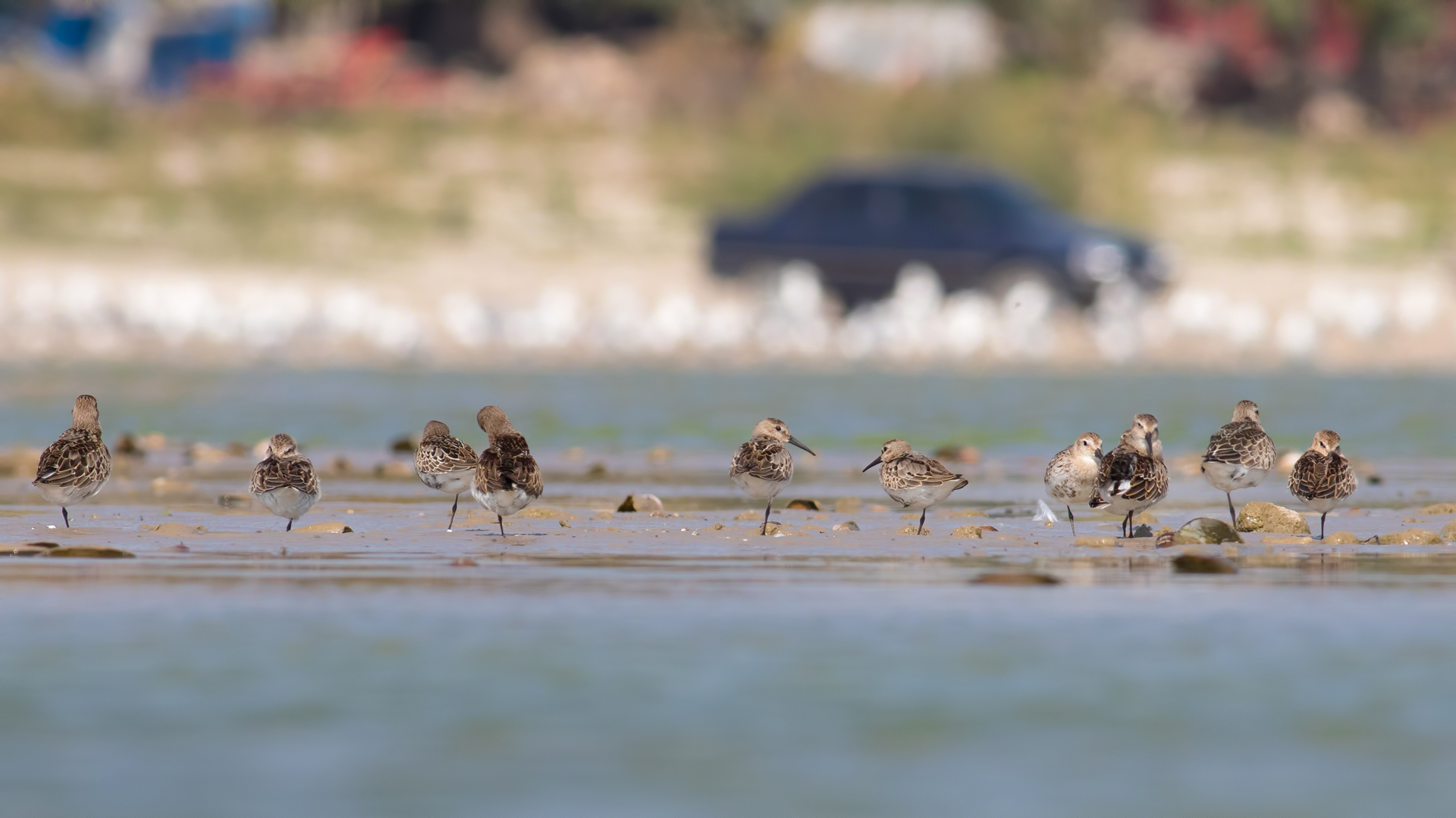 Karakarınlı kumkuşu