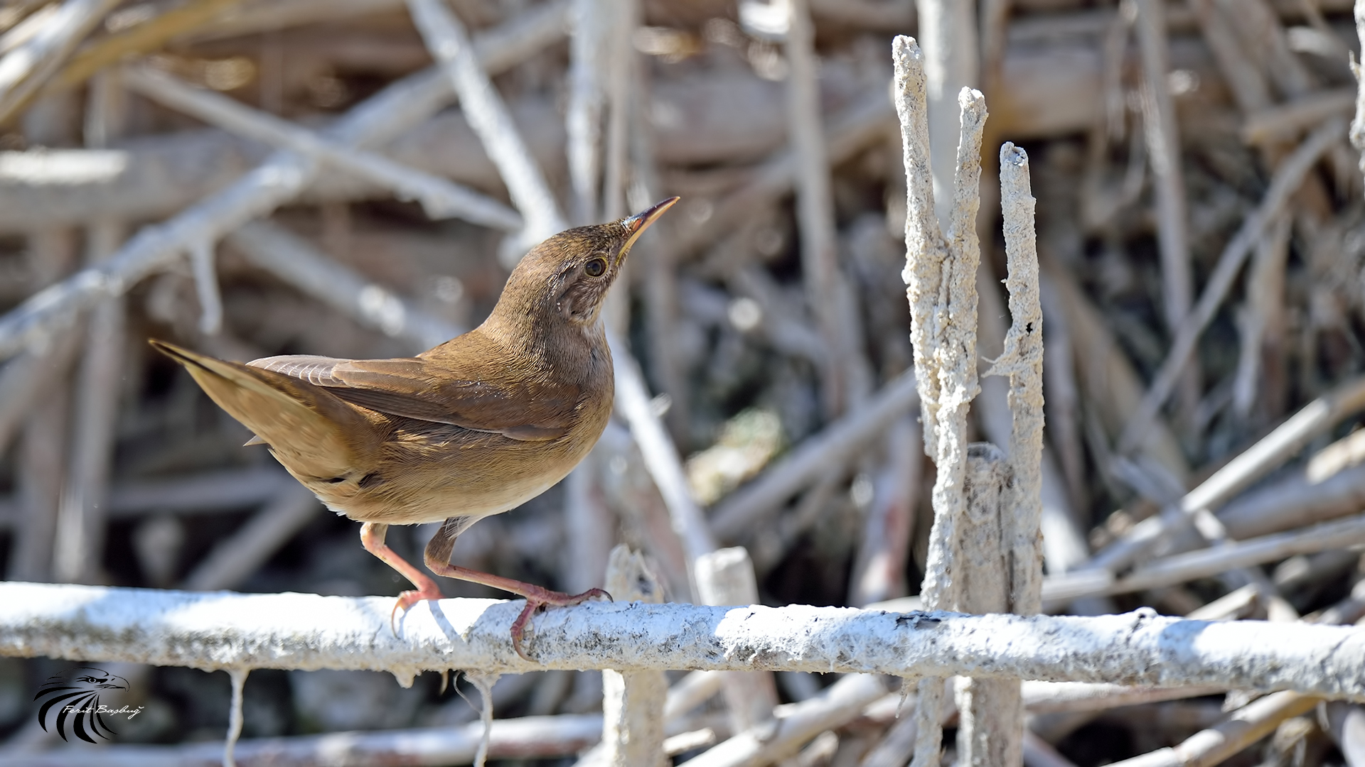 Bataklık kamışçını