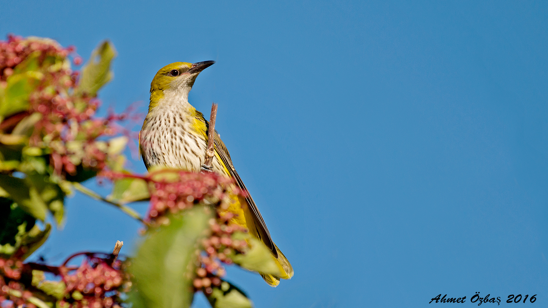 Sarıasma » Eurasian Golden Oriole » Oriolus oriolus