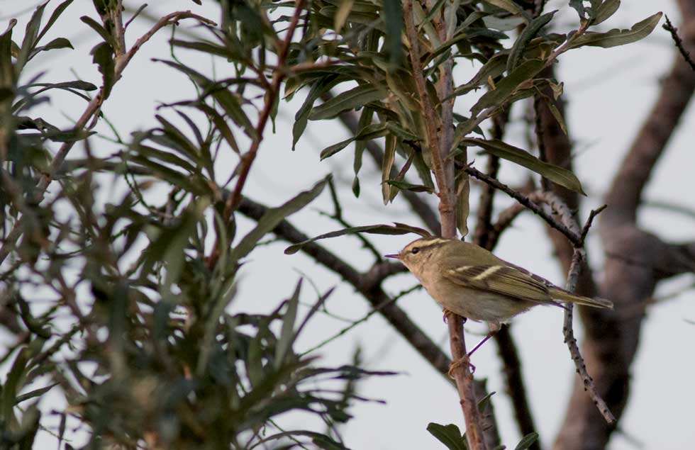 Sarıkaşlı çıvgın