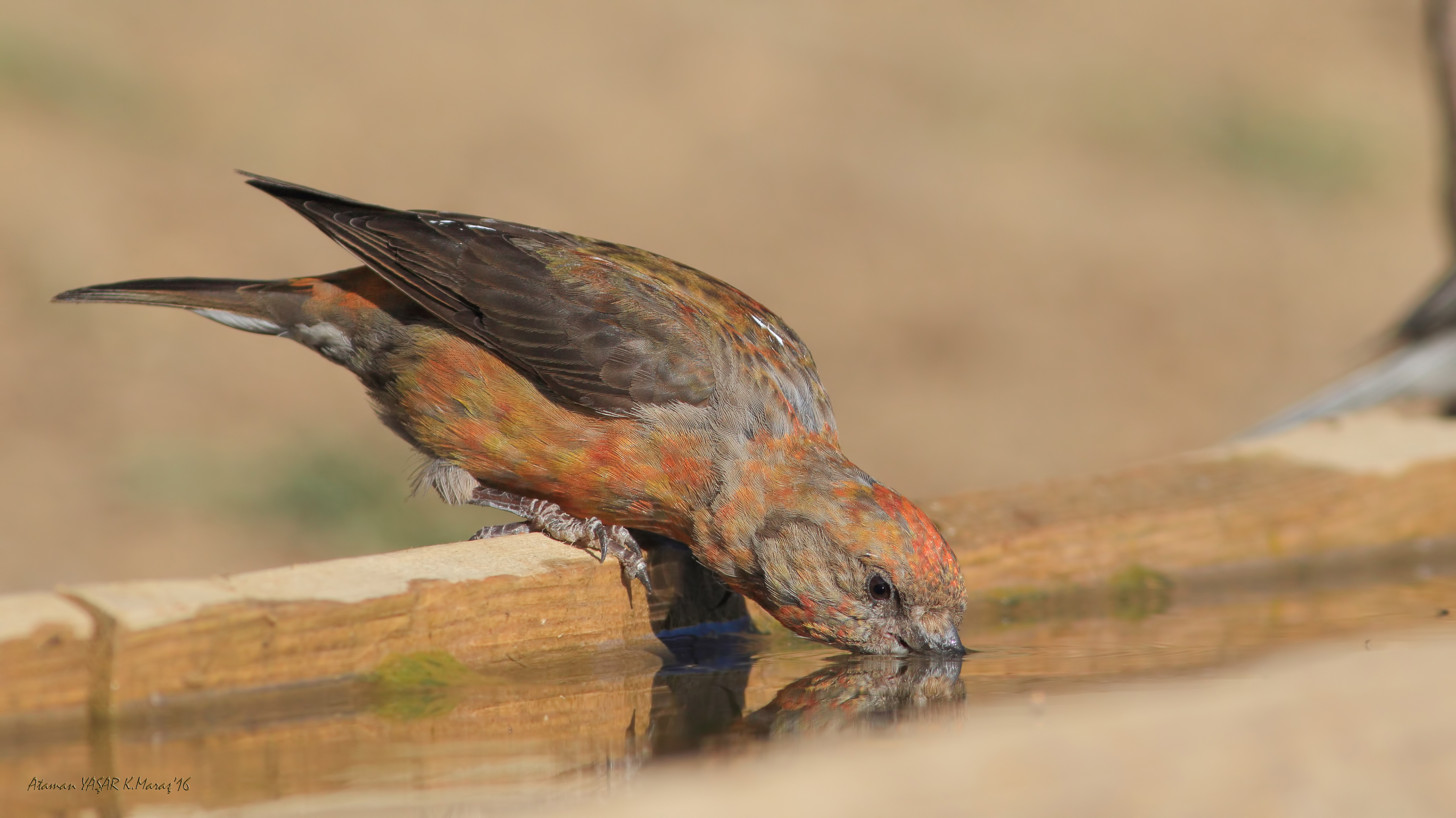 Çaprazgaga » Red Crossbill » Loxia curvirostra
