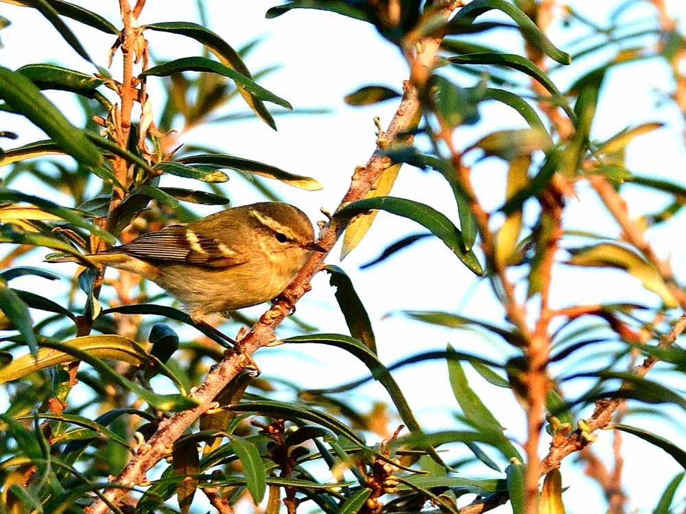 Sarıkaşlı çıvgın