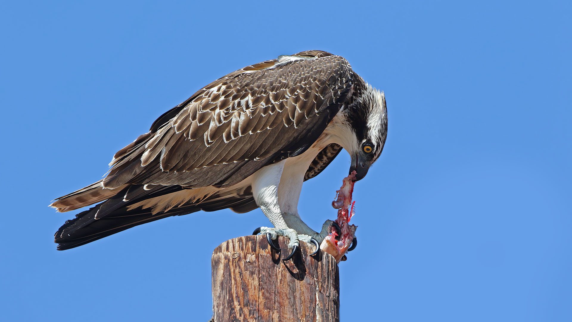 Balık kartalı » Western Osprey » Pandion haliaetus