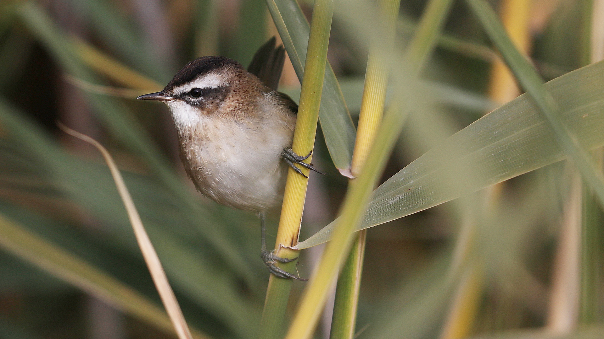 Bıyıklı kamışçın