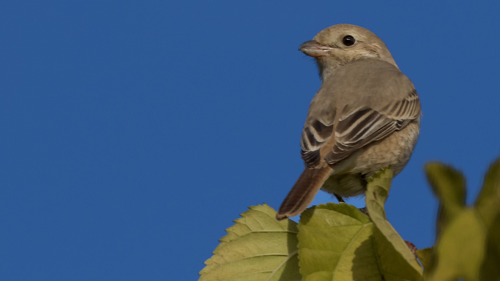 Kızılkuyruklu örümcekkuşu