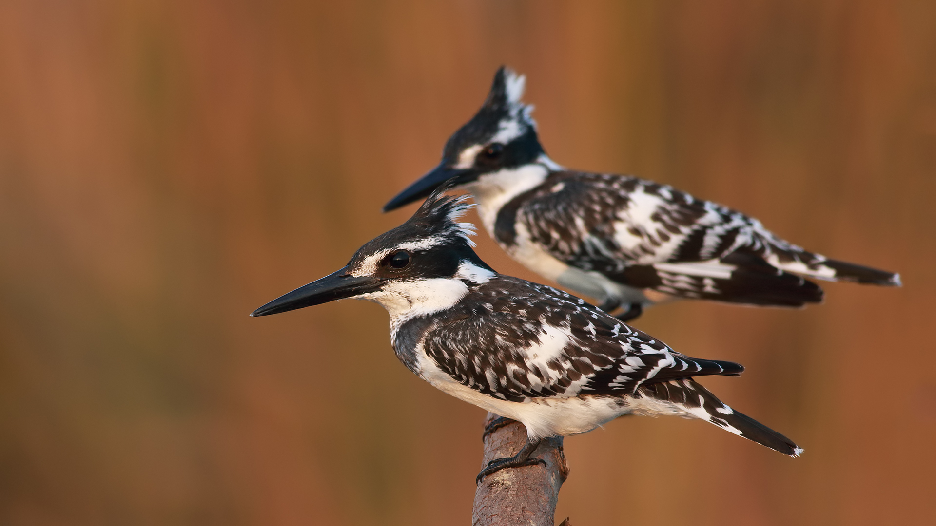Alaca yalıçapkını