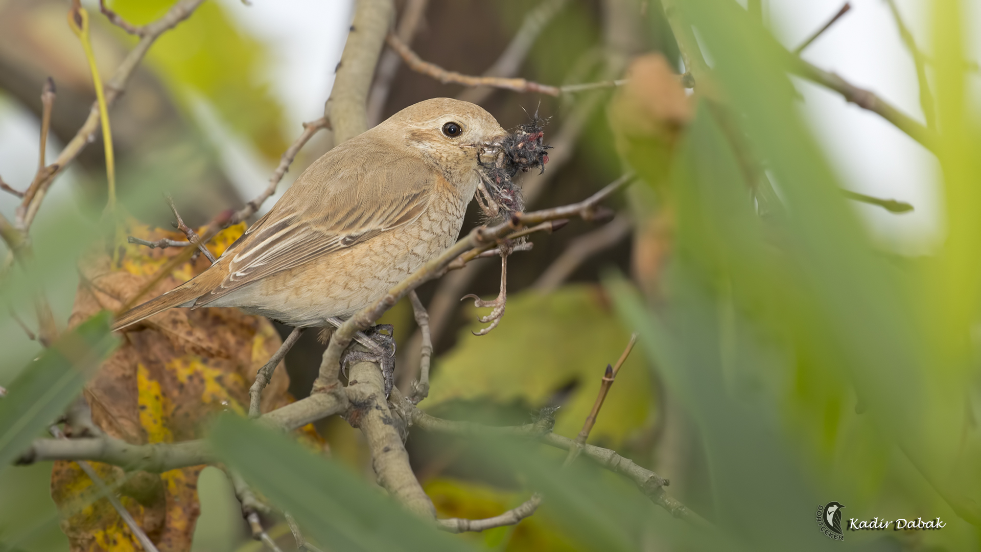 Kızılkuyruklu örümcekkuşu