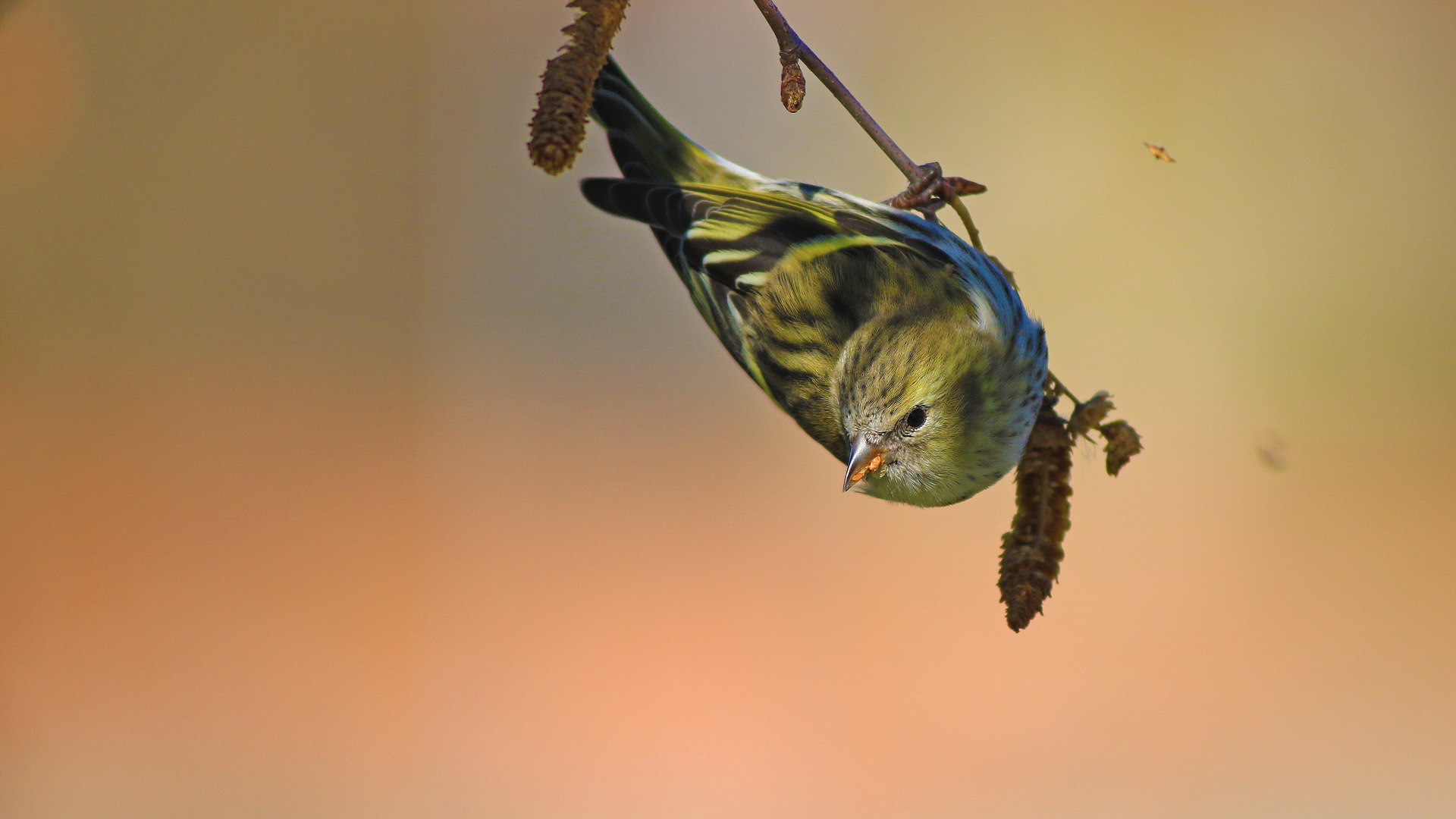 Karabaşlı iskete » Eurasian Siskin » Spinus spinus