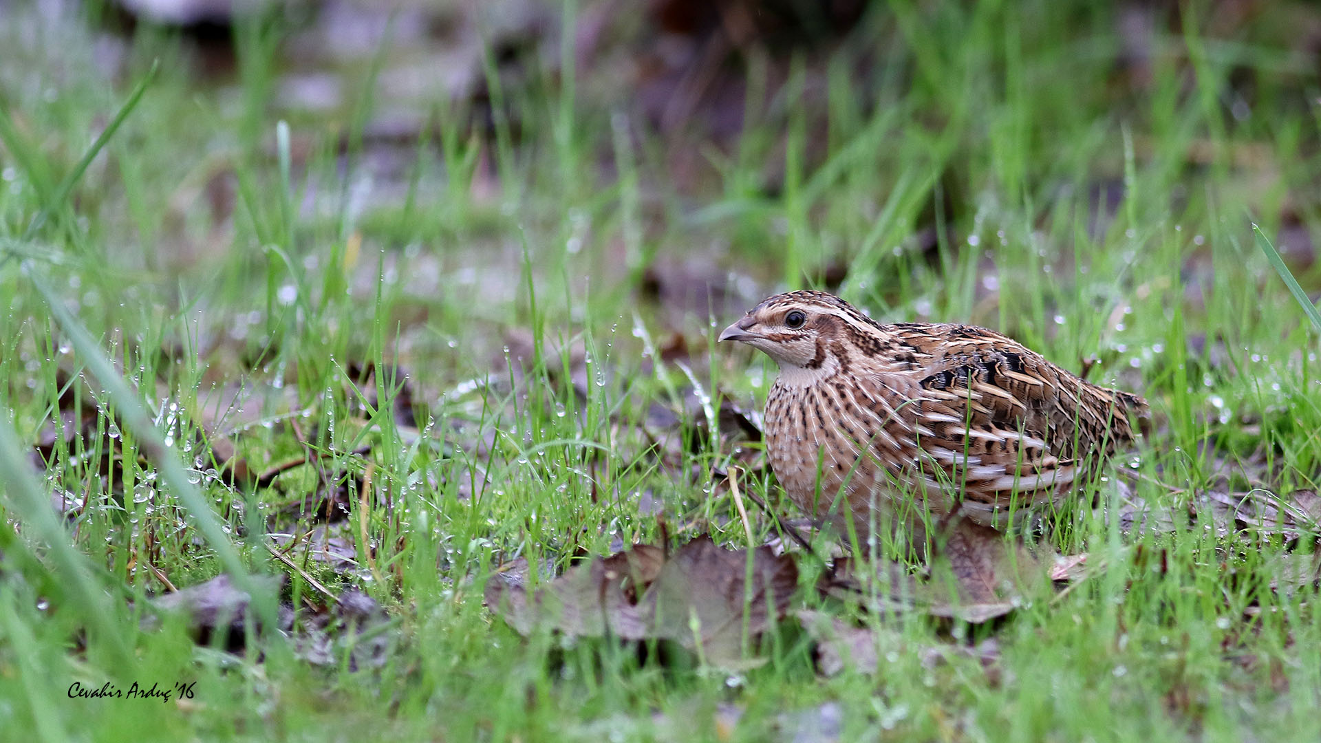 Bıldırcın » Common Quail » Coturnix coturnix