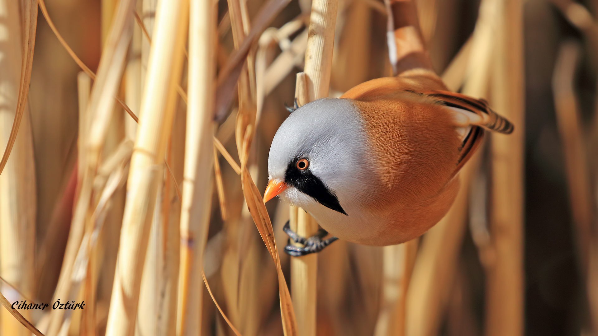 Bıyıklı baştankara