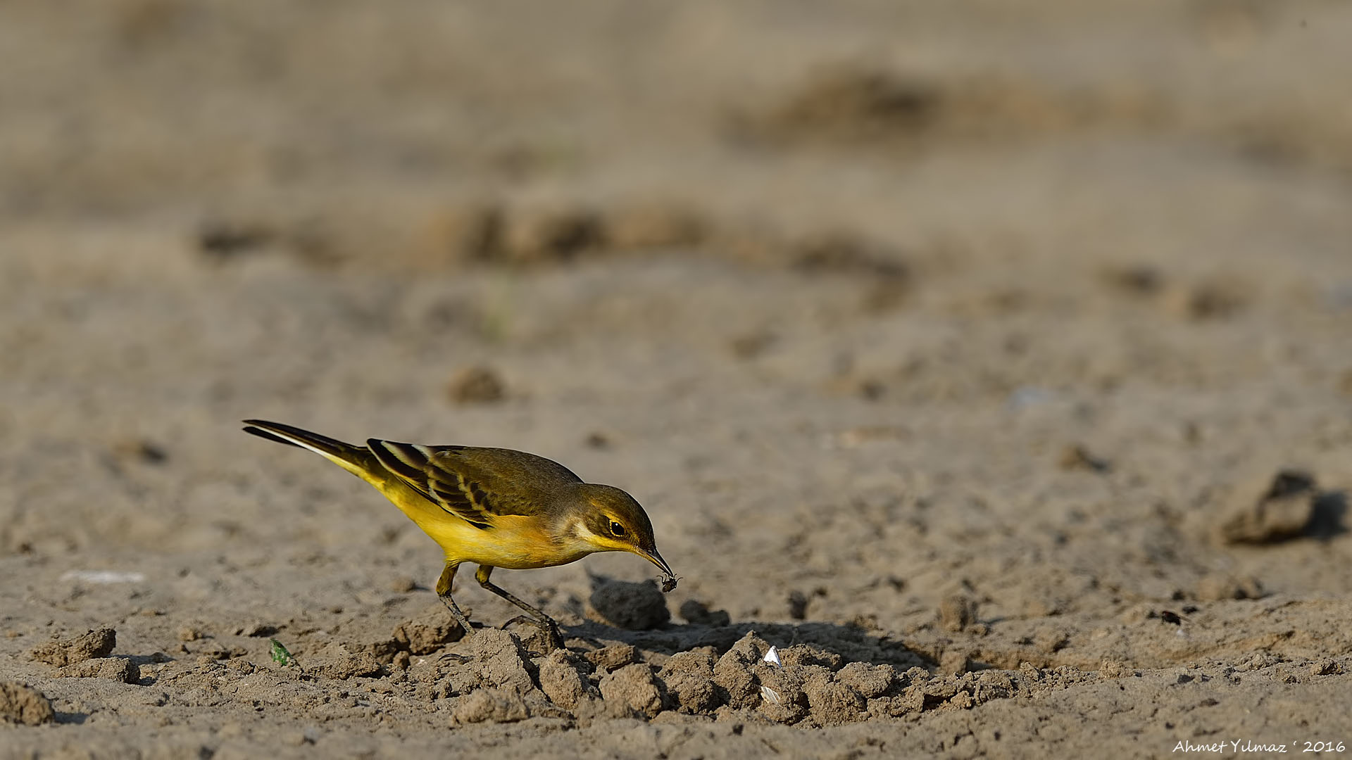 Sarı kuyruksallayan