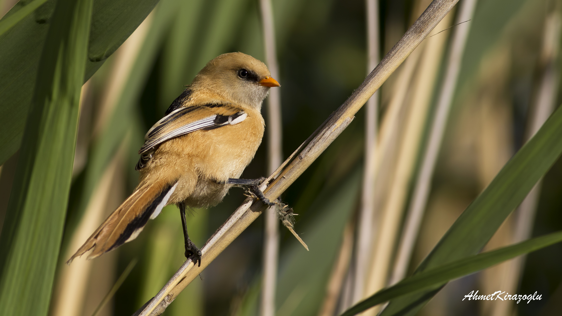 Bıyıklı baştankara