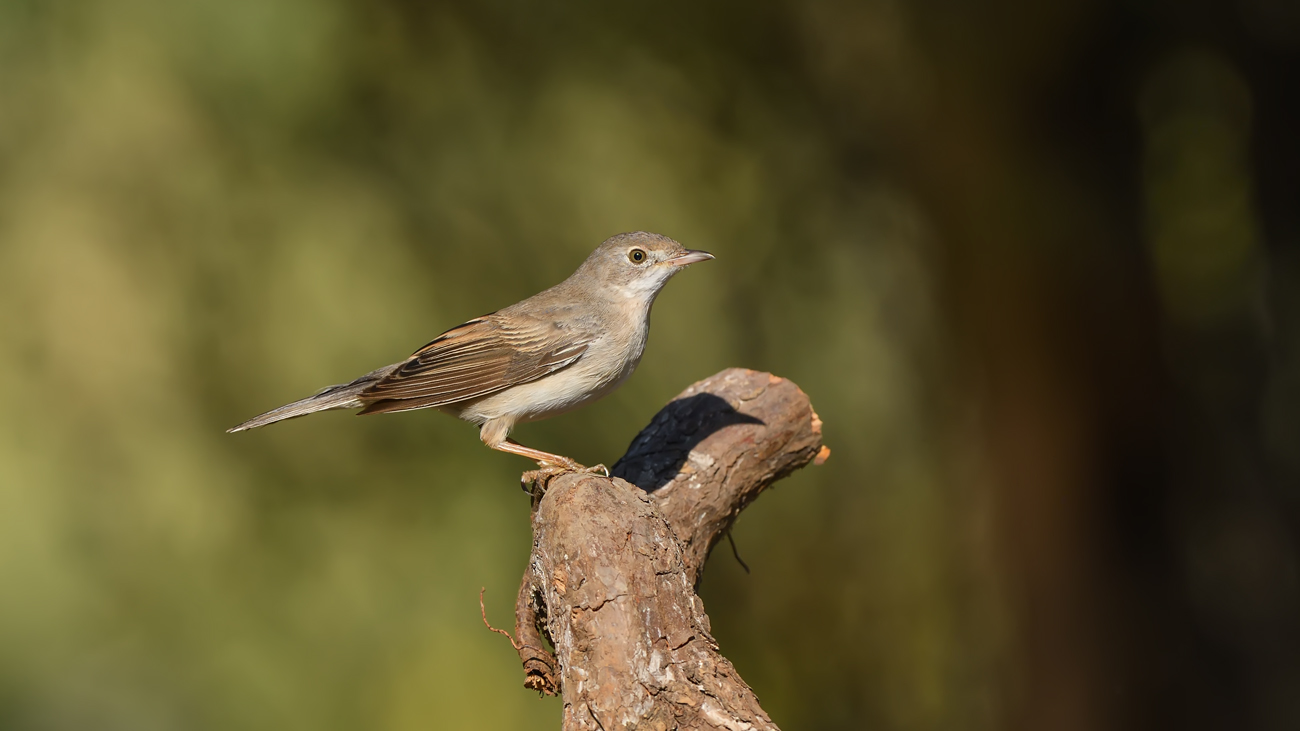 Akgerdanlı ötleğen