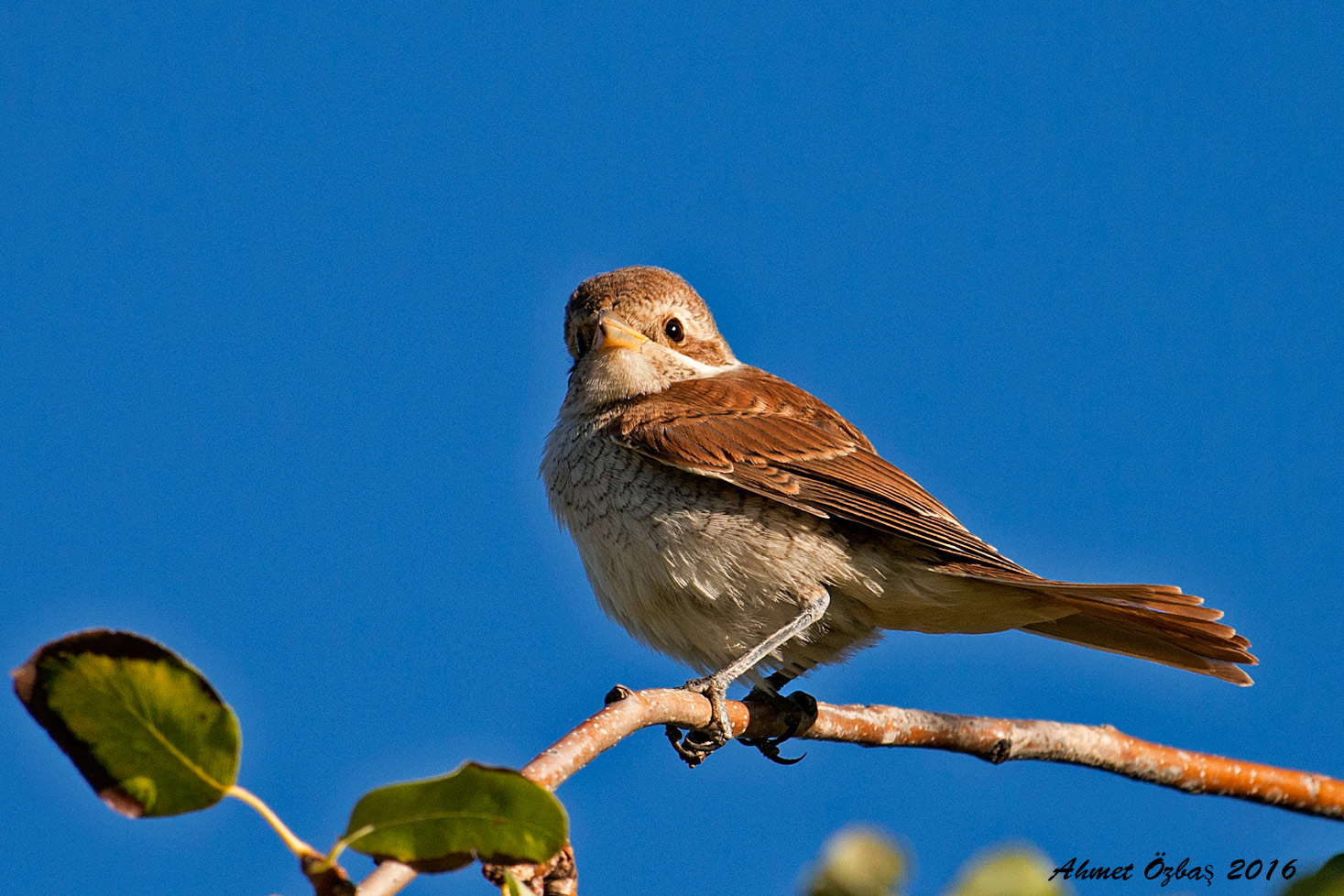 Kızılsırtlı örümcekkuşu