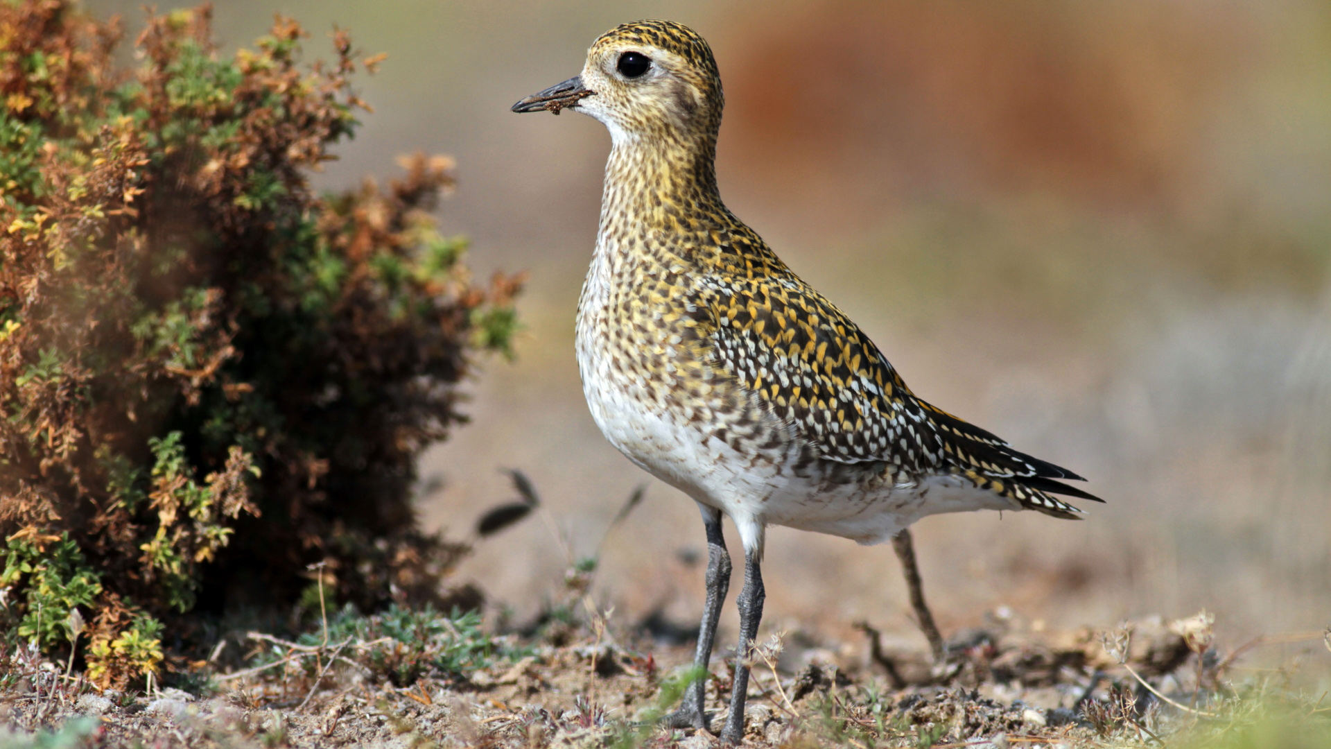 Altın yağmurcun » European Golden Plover » Pluvialis apricaria