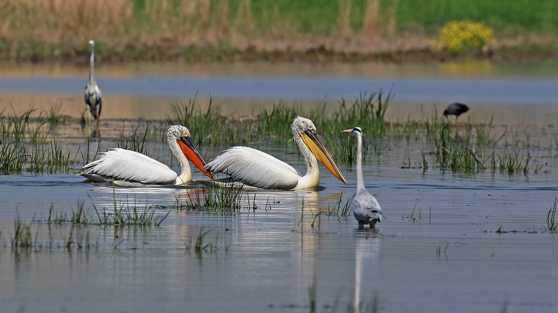 Tepeli pelikan » Dalmatian Pelican » Pelecanus crispus