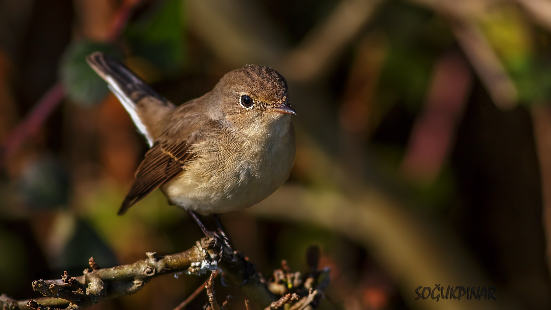 Küçük sinekkapan » Red-breasted Flycatcher » Ficedula parva