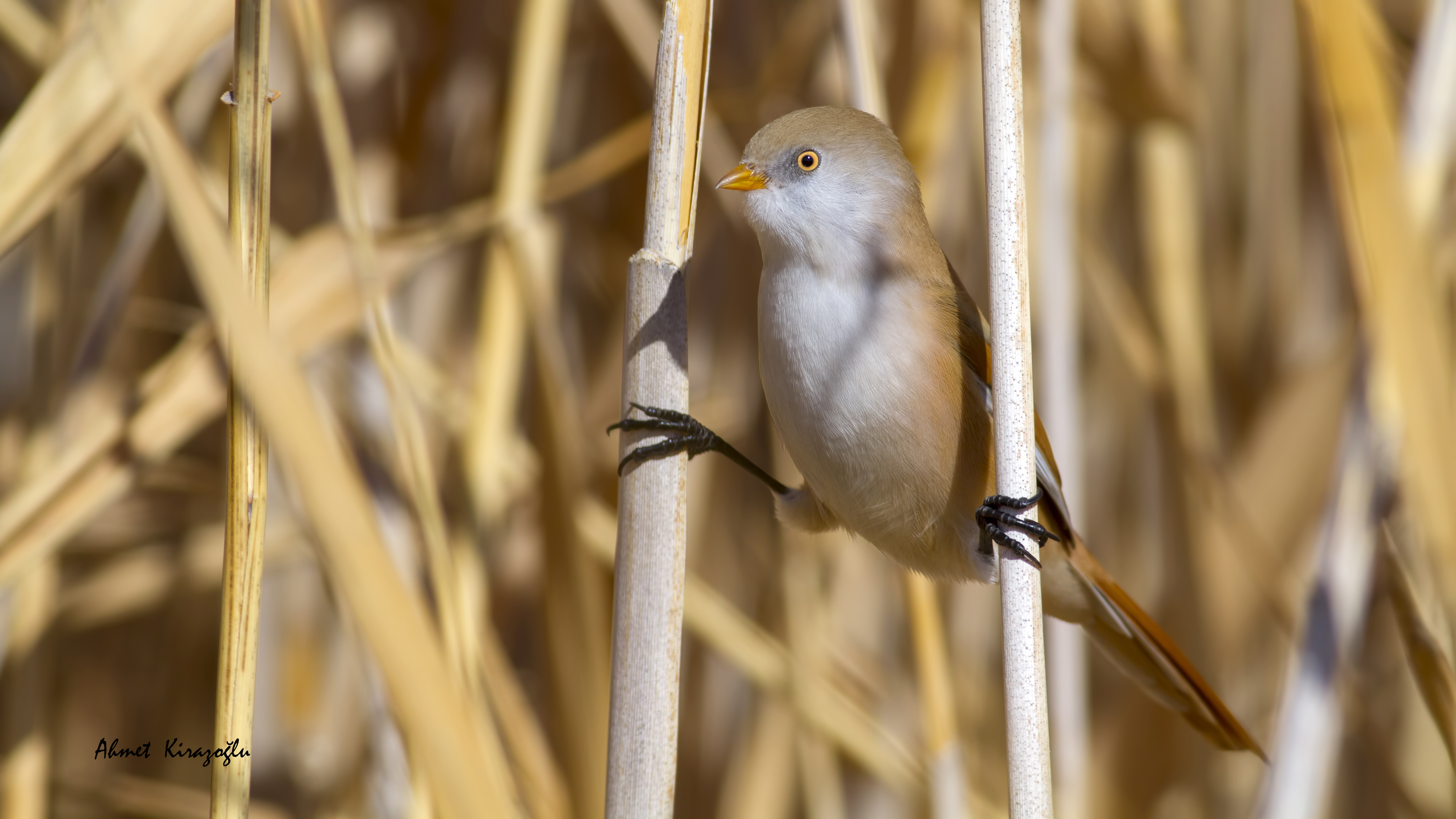 Bıyıklı baştankara