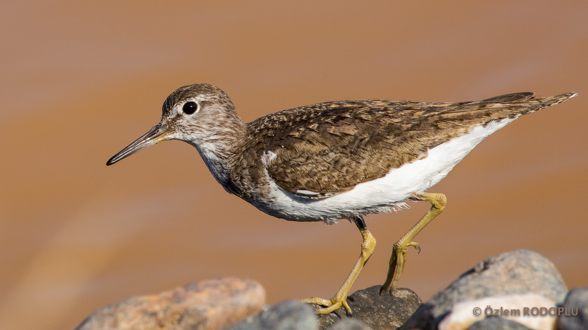 Dere düdükçünü » Common Sandpiper » Actitis hypoleucos