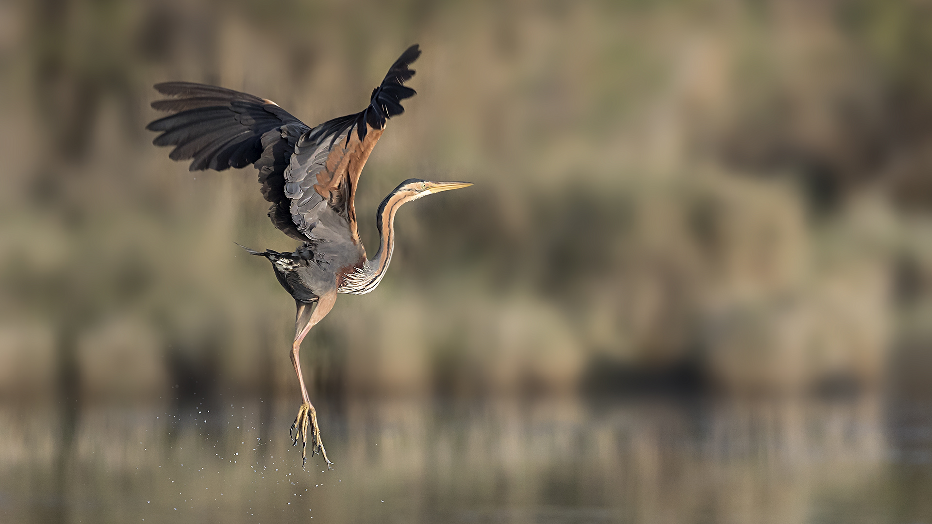 Erguvani balıkçıl