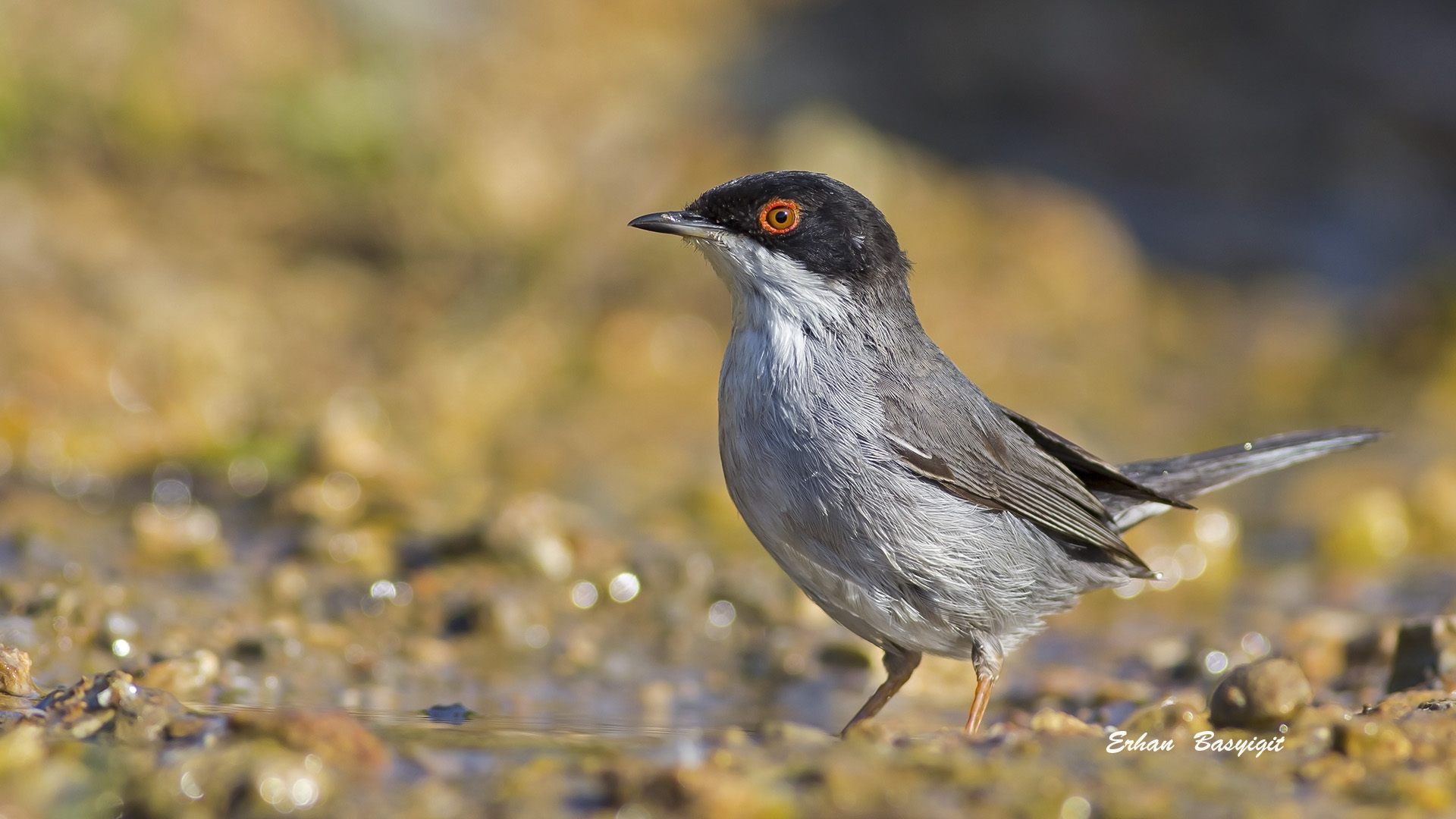 Maskeli ötleğen » Sardinian Warbler » Sylvia melanocephala