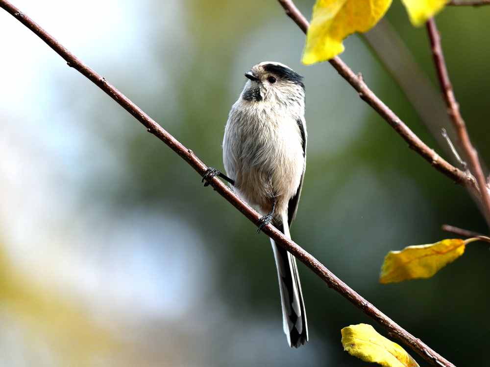 Uzunkuyruklu baştankara