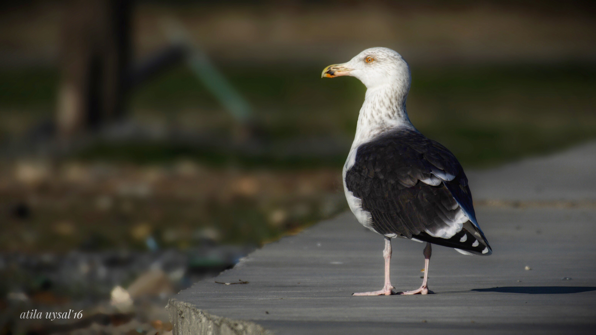 Büyük karasırtlı martı » Great Black-backed Gull » Larus marinus