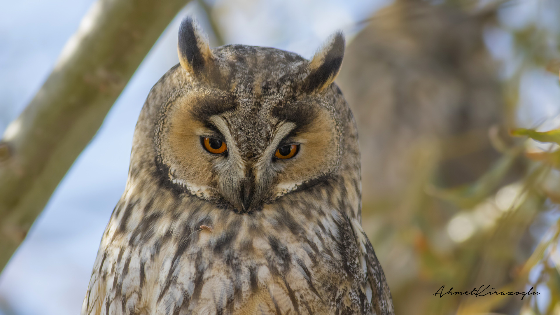Kulaklı orman baykuşu