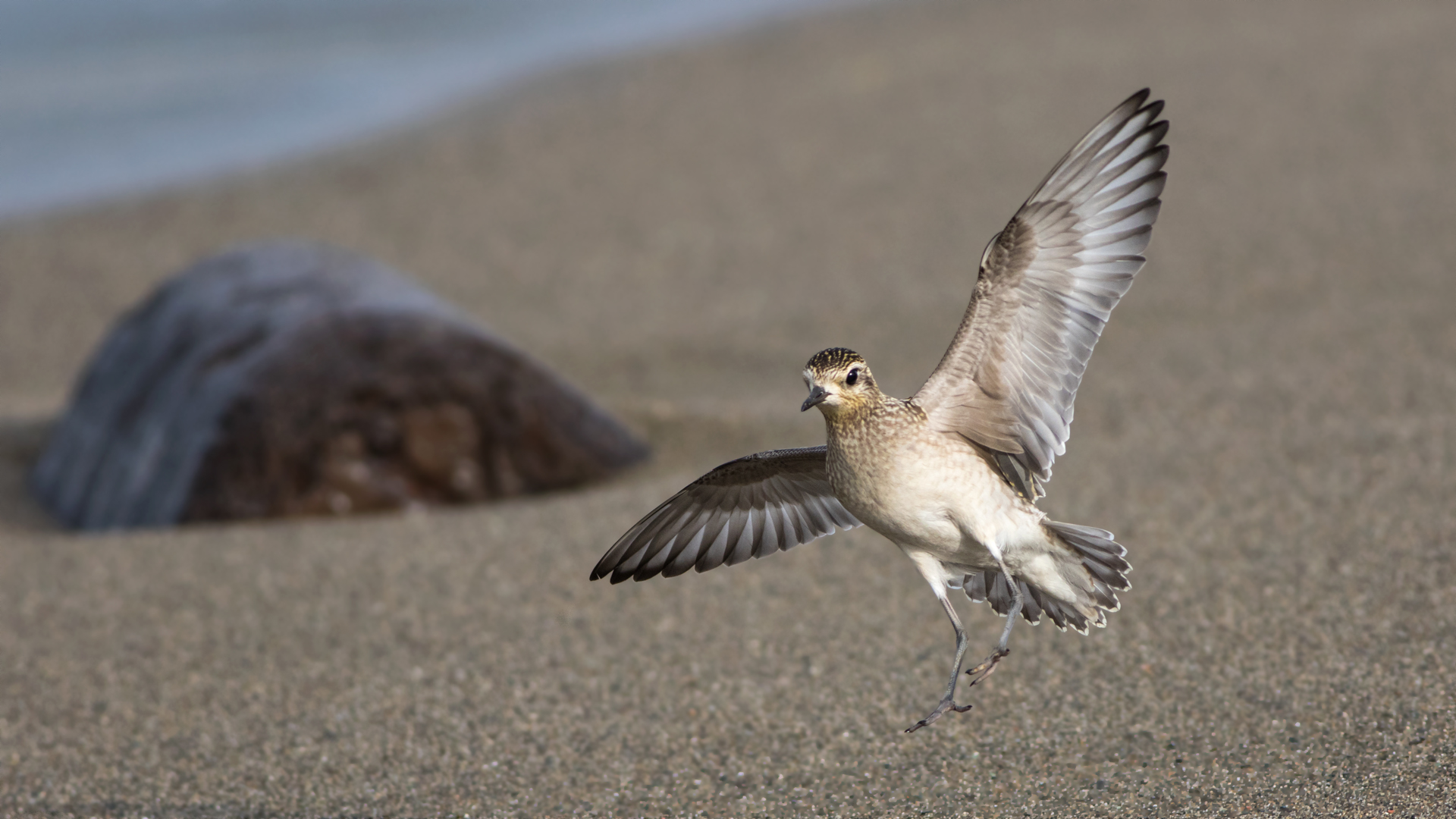 Küçük altın yağmurcun