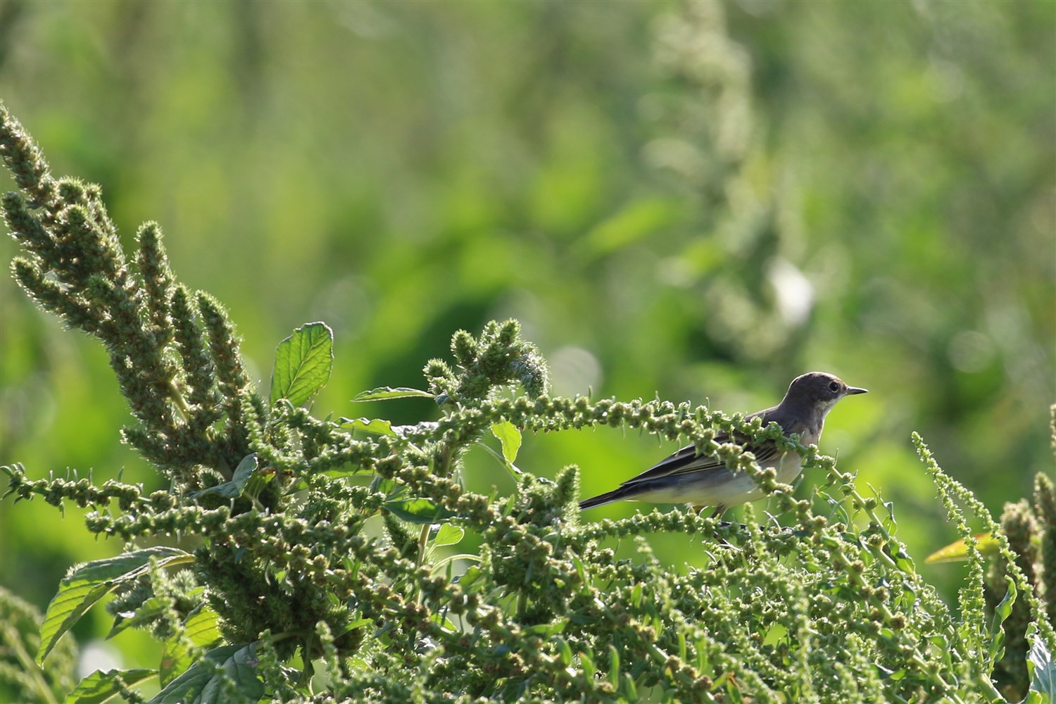 Sarı kuyruksallayan