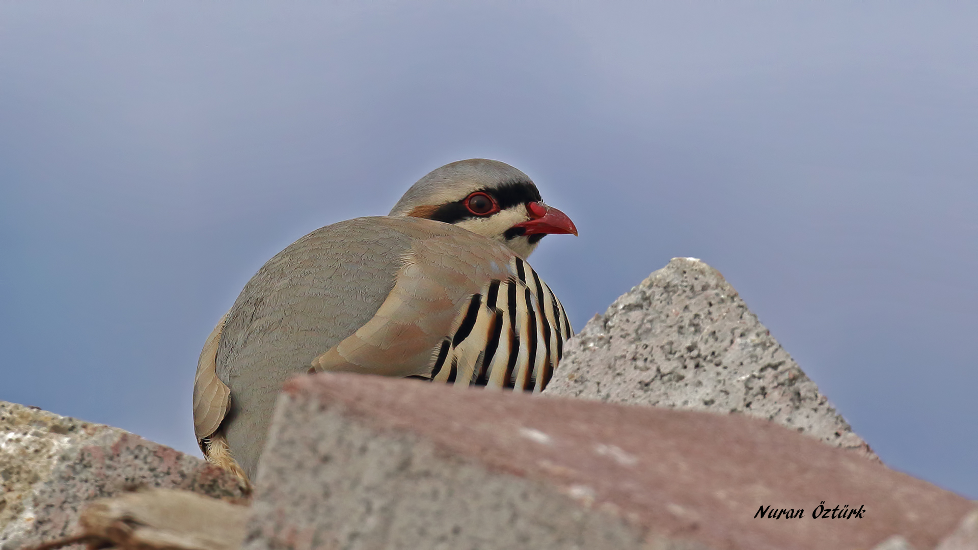 Kınalı keklik » Chukar Partridge » Alectoris chukar