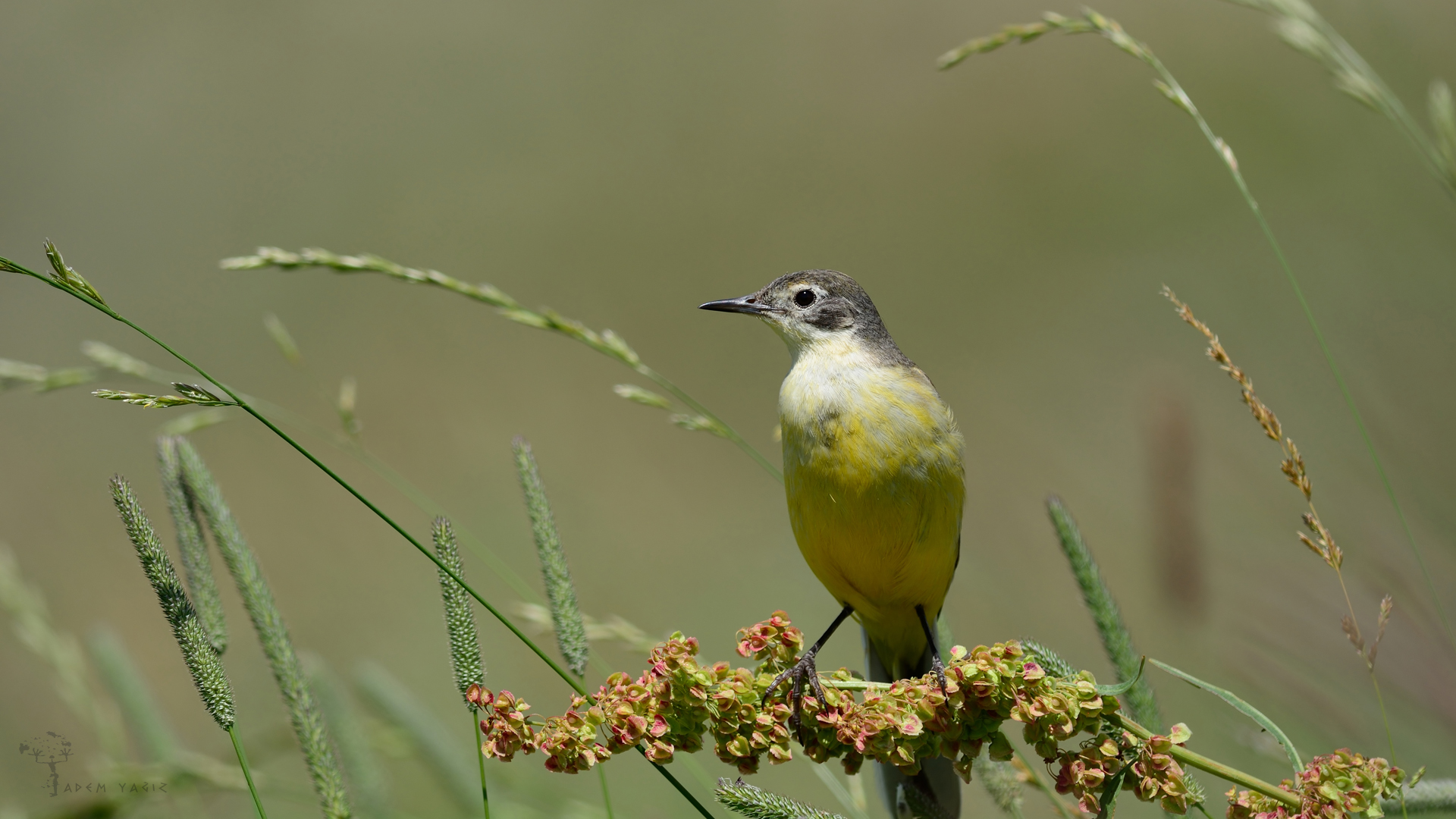 Sarı kuyruksallayan