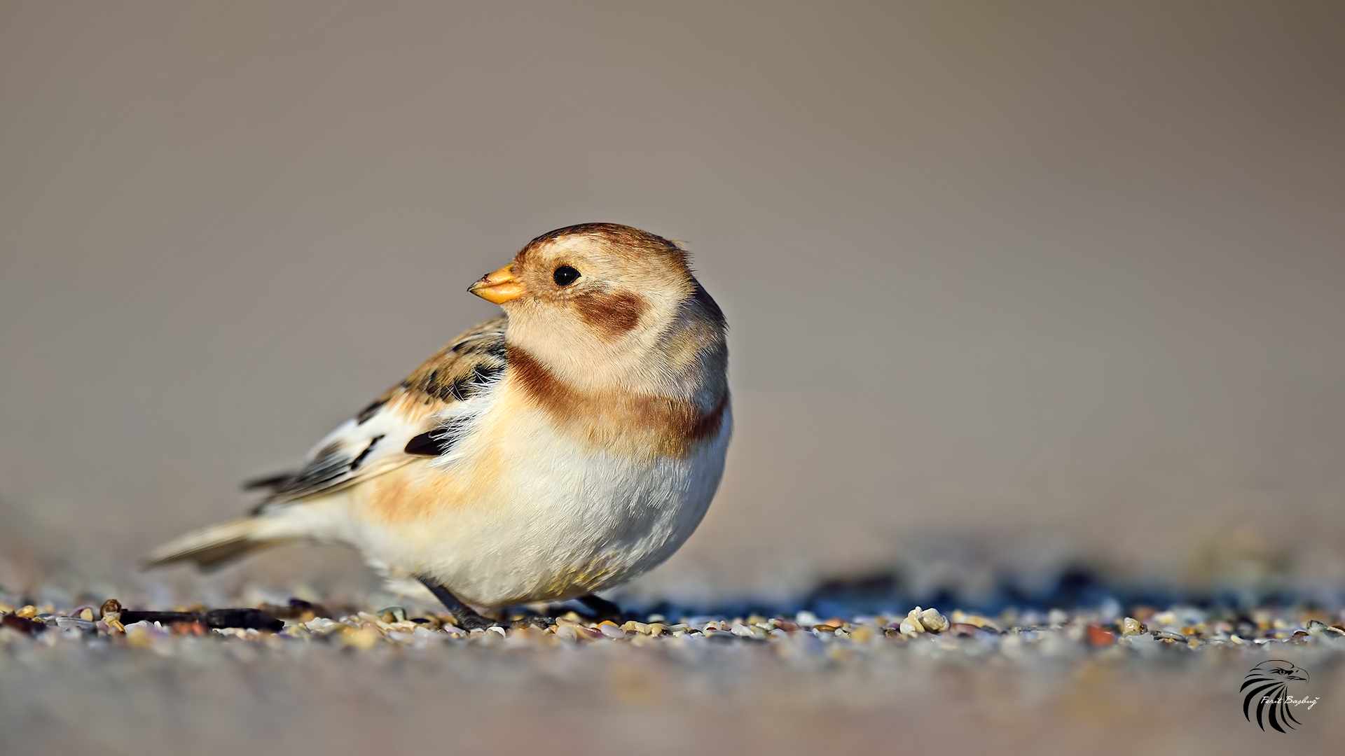 Alaca kirazkuşu » Snow Bunting » Plectrophenax nivalis