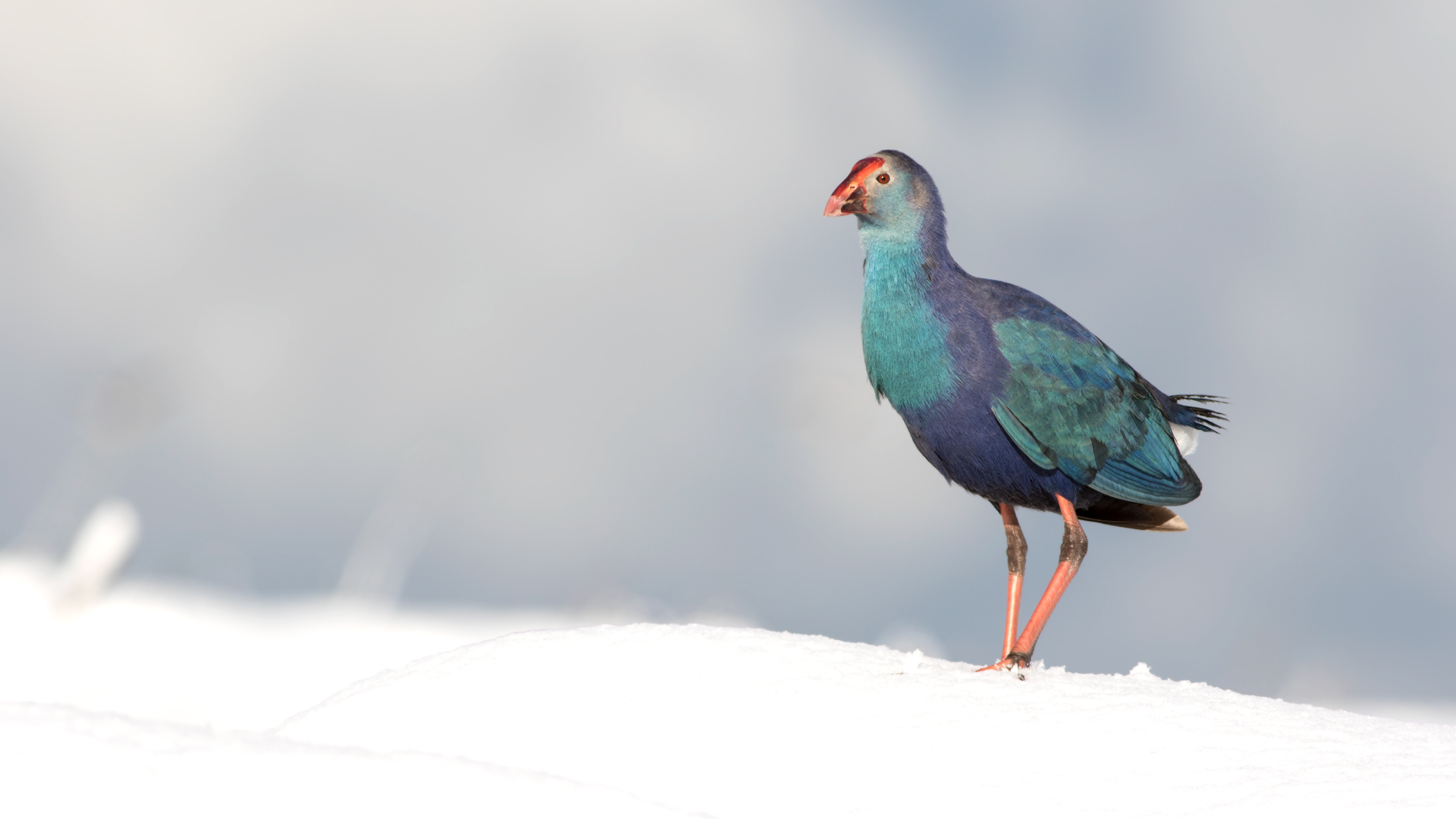 Sazhorozu » Purple Swamphen » Porphyrio porphyrio